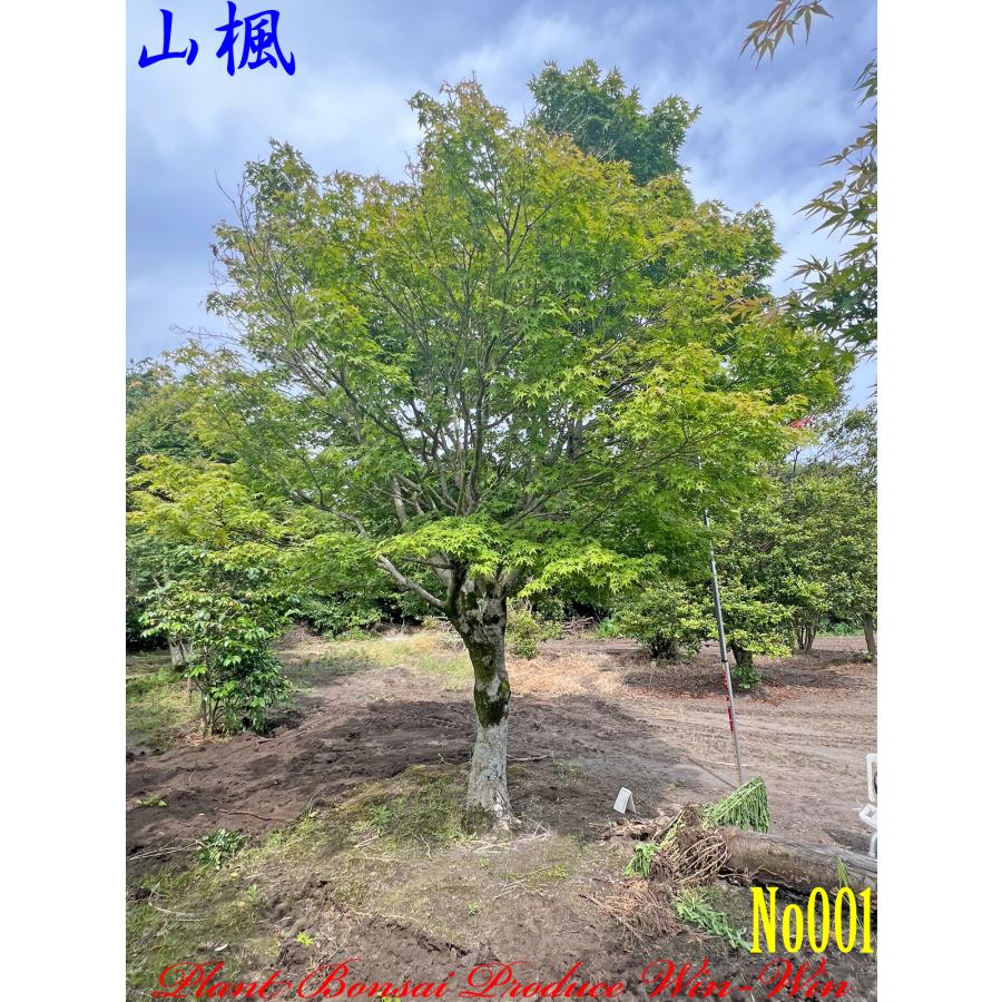 2024年 植木 New Release 美景美観 山紅葉(ヤマモミジ)の大樹 No1