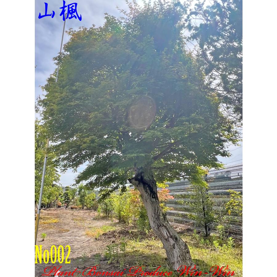 2024年 植木 New Release 美景美観 山紅葉(ヤマモミジ)の大樹 No2
