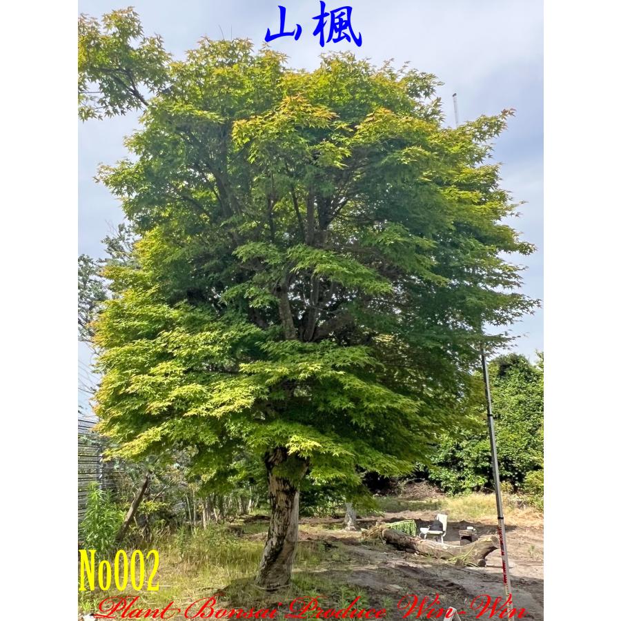 2024年 植木 New Release 美景美観 山紅葉(ヤマモミジ)の大樹 No2