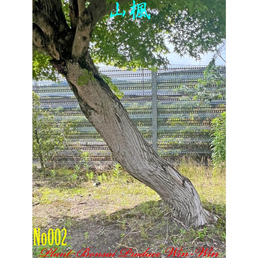 2024年 植木 New Release 美景美観 山紅葉(ヤマモミジ)の大樹 No2