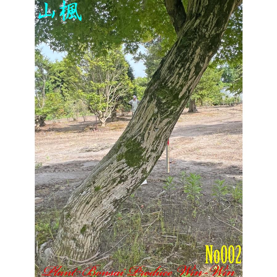 2024年 植木 New Release 美景美観 山紅葉(ヤマモミジ)の大樹 No2