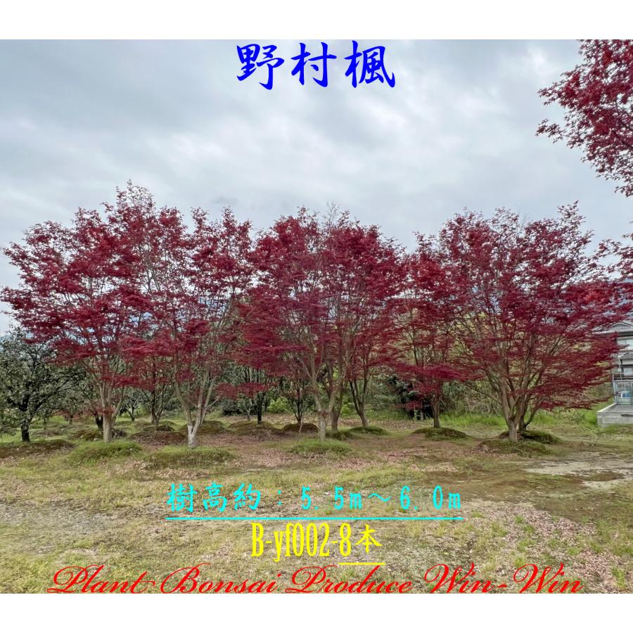 2024年 美景美観 野村紅葉(ノムラモミジ)の大樹 No1〜No8 : PLANT