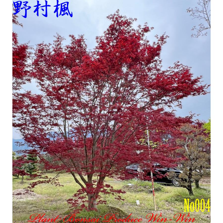 New Release 2024年 美景美観 野村紅葉(ノムラモミジ)の大樹 No1 New Release 2024年 美景美観 野村紅葉(ノムラモミジ)の大樹 No1