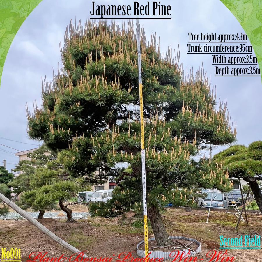 2025年 植木 美景美観 赤松(アカマツ)の中樹 No1 F-2 : PLANT・BONSAI