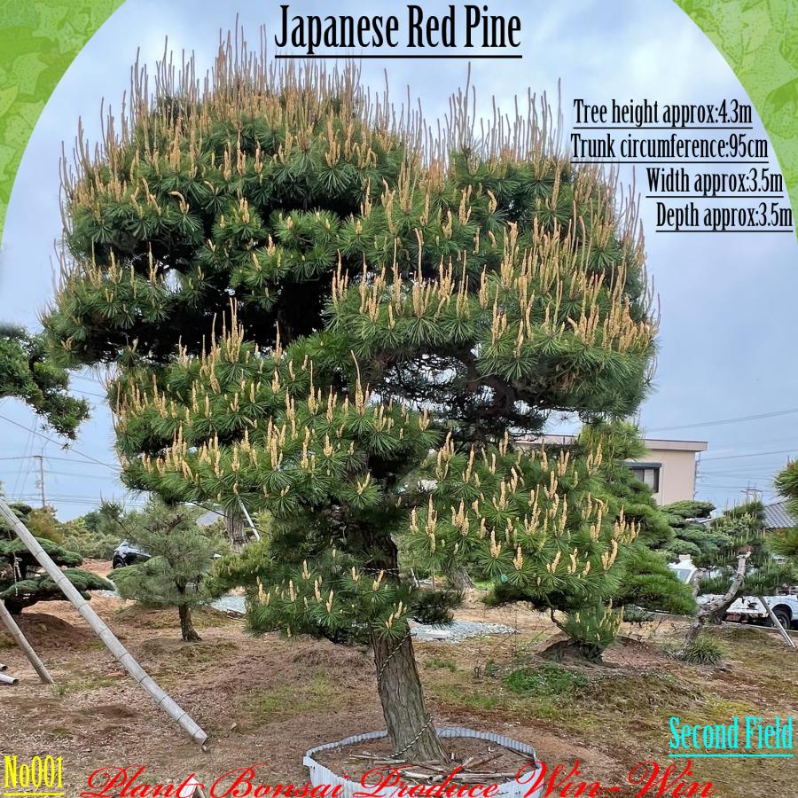 2025年 植木 美景美観 赤松(アカマツ)の中樹 No1 F-2 : PLANT・BONSAI