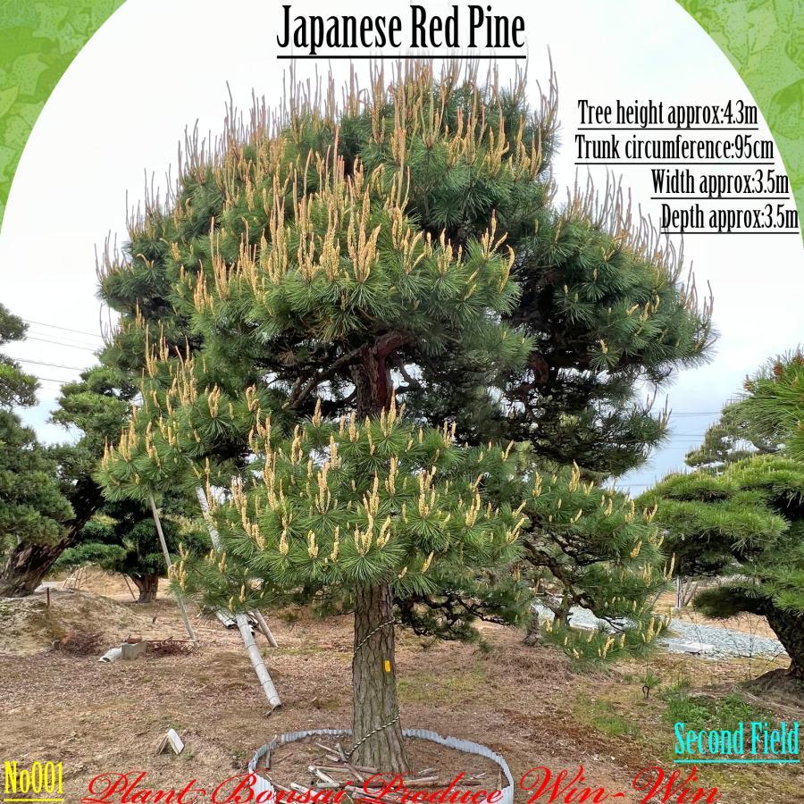 2025年 植木 美景美観 赤松(アカマツ)の中樹 No1 F-2 : PLANT・BONSAI