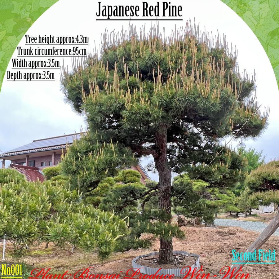 2025年 植木 美景美観 赤松(アカマツ)の中樹 No1 F-2 : PLANT・BONSAI
