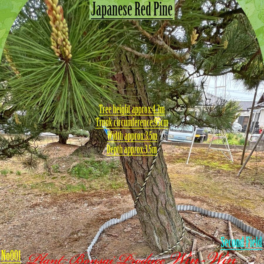 赤松『樹高約220㎝』引き取り限定。配達別料金、植込み無料❗️最終