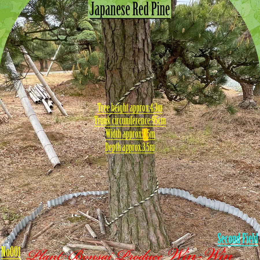 2025年 植木 美景美観 赤松(アカマツ)の中樹 No1 F-2 : PLANT・BONSAI