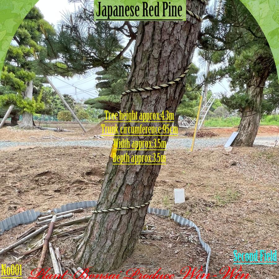 2025年 植木 美景美観 赤松(アカマツ)の中樹 No1 F-2 : PLANT・BONSAI
