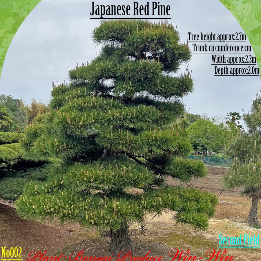 赤松『樹高約195㎝』引き取り限定。配達も可能。配達の場合、植込み無料❗️ 赤松『樹高約195㎝』引き取り限定。配達も可能。配達の場合