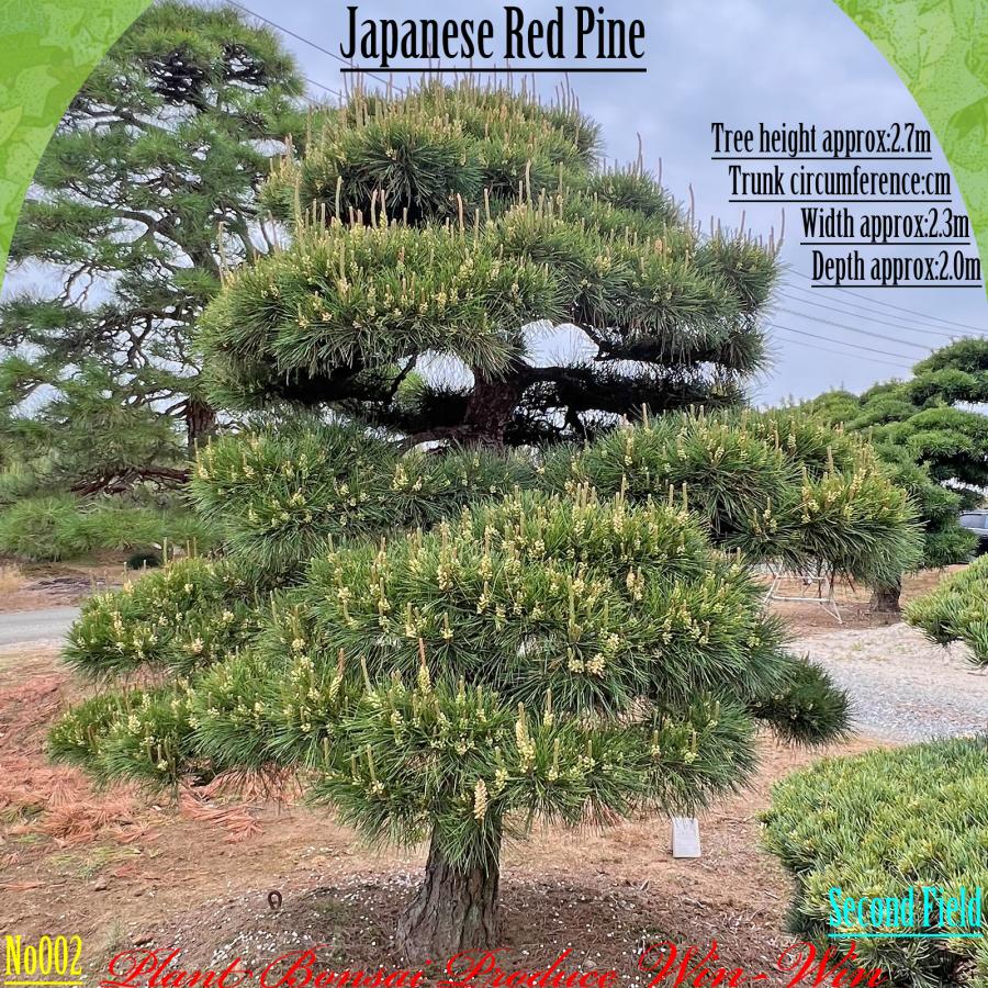 2025年 植木 美景美観 赤松(アカマツ)の中樹 No2 F-2 : PLANT