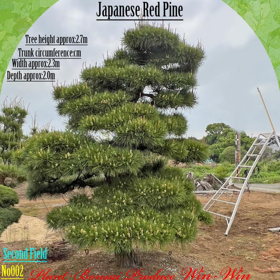 赤松『樹高約195㎝』引き取り限定。配達も可能。配達の場合、植込み無料❗️ 赤松『タギョウショウ』地方限定配達無料❗️