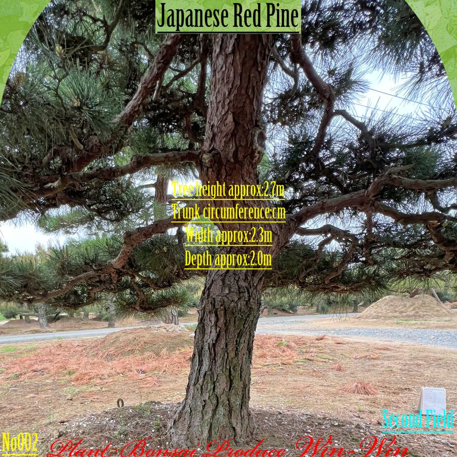 赤松『樹高約195㎝』引き取り限定。配達も可能。配達の場合、植込み無料❗️ 赤松『樹高約195㎝』引き取り限定。配達も可能。配達の場合