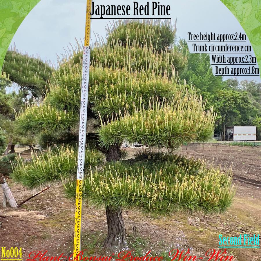 2025年 植木 美景美観 赤松(アカマツ)の中樹 No4 F-2 : PLANT・BONSAI