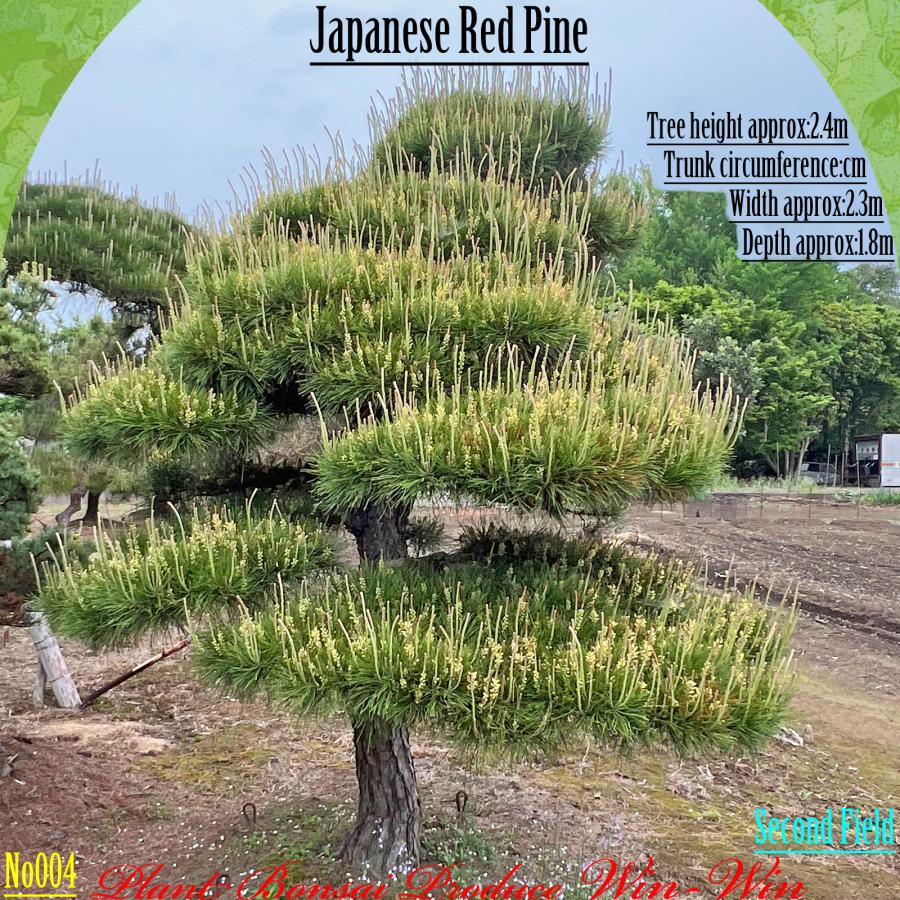 2025年 植木 美景美観 赤松(アカマツ)の中樹 No4 F-2 : PLANT・BONSAI