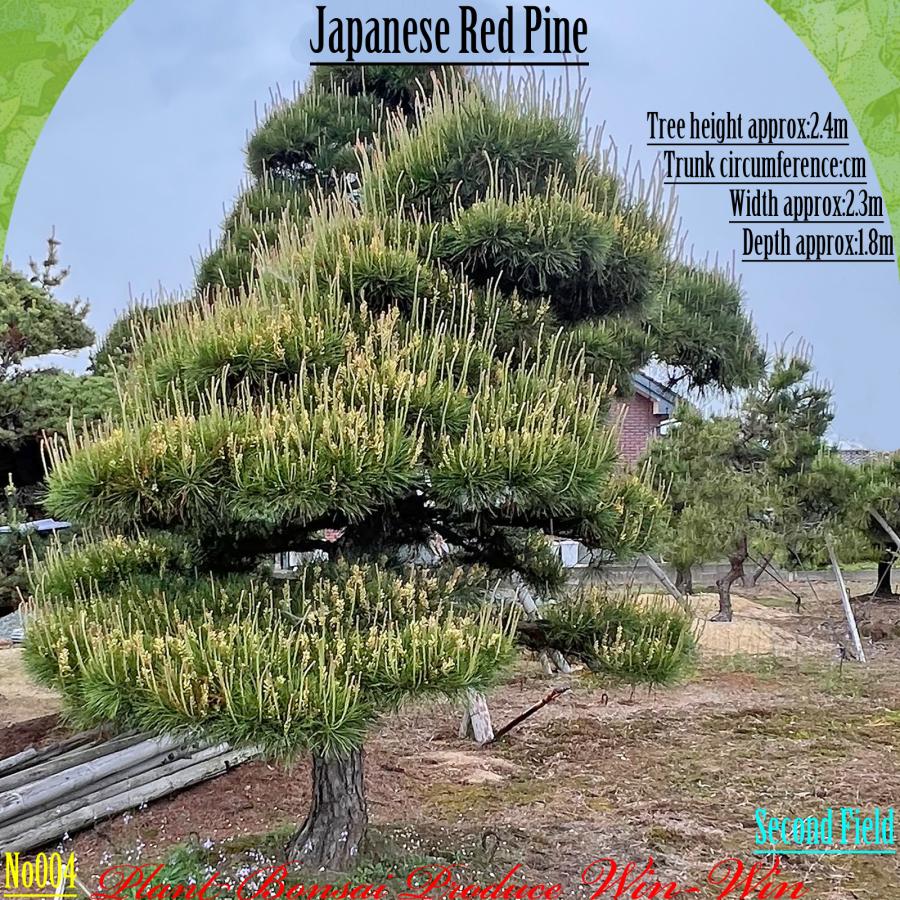 2025年 植木 美景美観 赤松(アカマツ)の中樹 No4 F-2 : PLANT・BONSAI