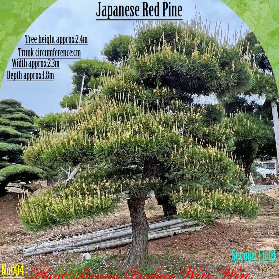 2025年 植木 美景美観 赤松(アカマツ)の中樹 No4 F-2 : PLANT・BONSAI