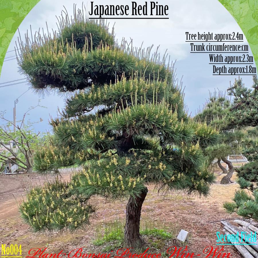 2025年 植木 美景美観 赤松(アカマツ)の中樹 No4 F-2 : PLANT・BONSAI