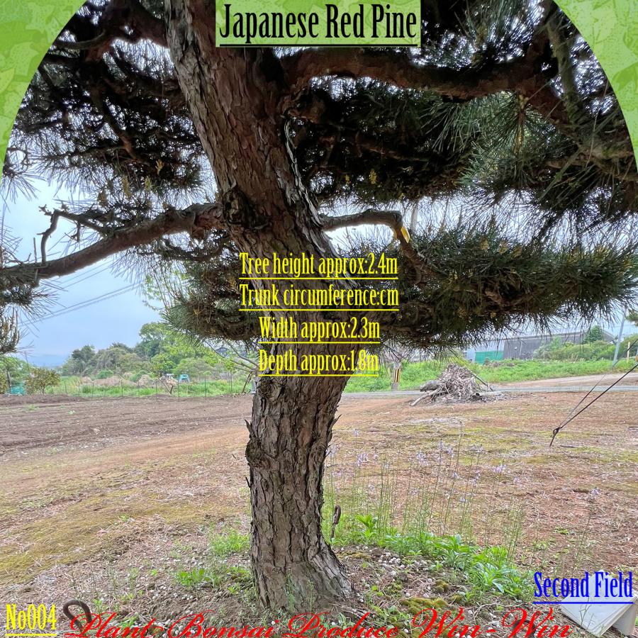 2025年 植木 美景美観 赤松(アカマツ)の中樹 No4 F-2 : PLANT・BONSAI
