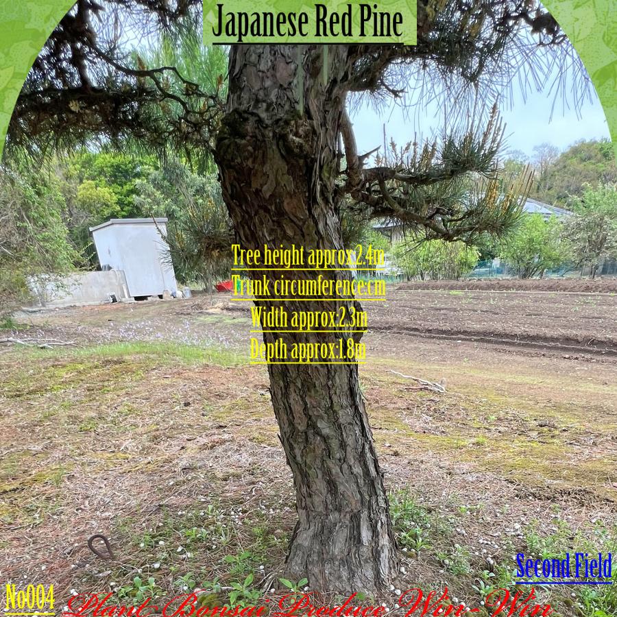 2025年 植木 美景美観 赤松(アカマツ)の中樹 No4 F-2 : PLANT・BONSAI