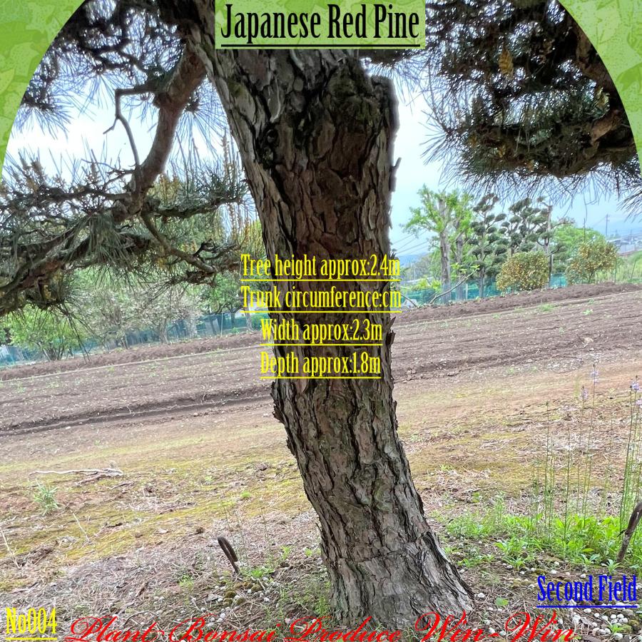 2025年 植木 美景美観 赤松(アカマツ)の中樹 No4 F-2 : PLANT・BONSAI