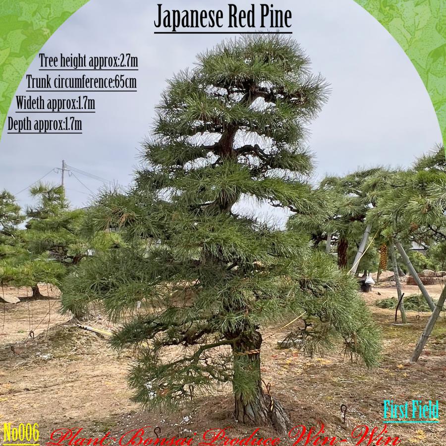2025年 植木 美景美観 赤松 (アカマツ)の中樹 No6 F-1 : PLANT・BONSAI