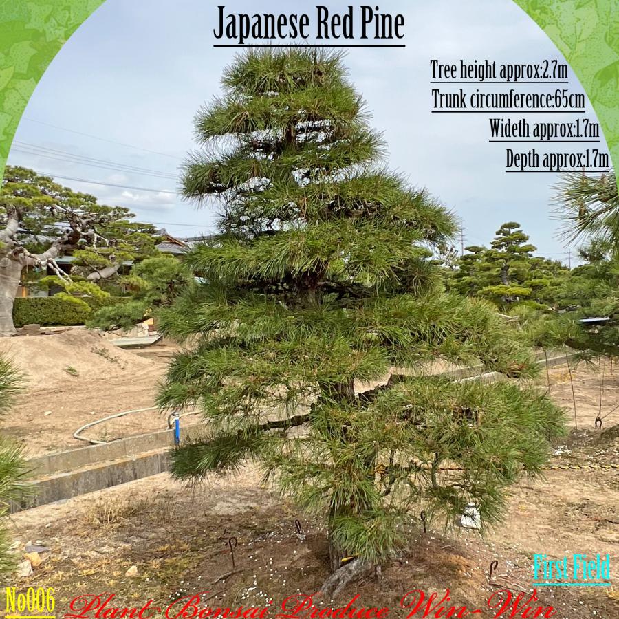 2025年 植木 美景美観 赤松 (アカマツ)の中樹 No6 F-1 : PLANT・BONSAI