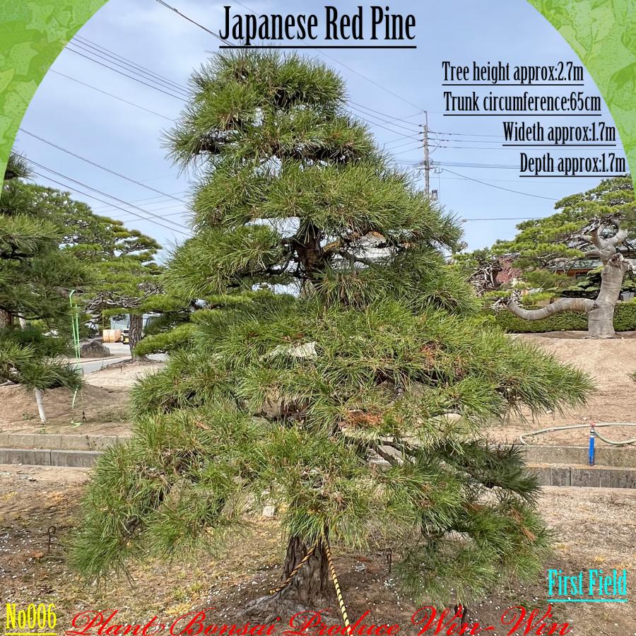2025年 植木 美景美観 赤松 (アカマツ)の中樹 No6 F-1 : PLANT・BONSAI