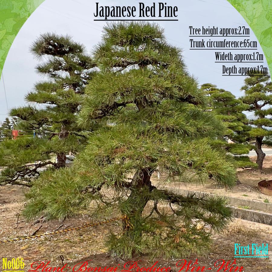 2025年 植木 美景美観 赤松 (アカマツ)の中樹 No6 F-1 : PLANT・BONSAI