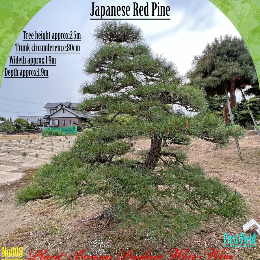 2025年 植木 美景美観 赤松 (アカマツ)の中樹 No8 F-1 : PLANT・BONSAI