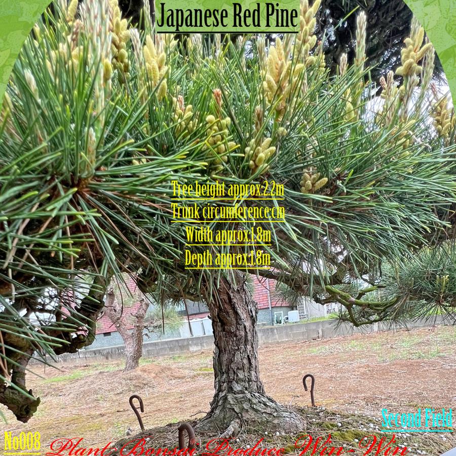 2025年 植木 美景美観 赤松(アカマツ)の中樹 No8 F-2 : PLANT・BONSAI