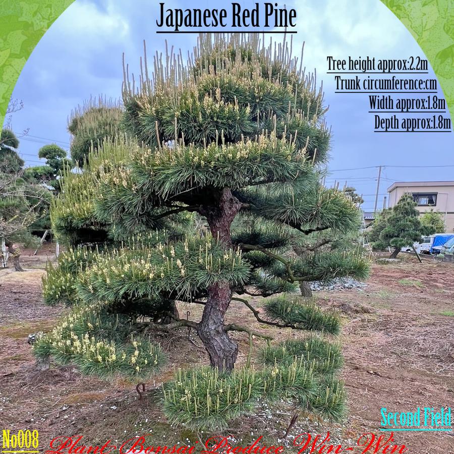 2025年 植木 美景美観 赤松(アカマツ)の中樹 No8 F-2 : PLANT・BONSAI