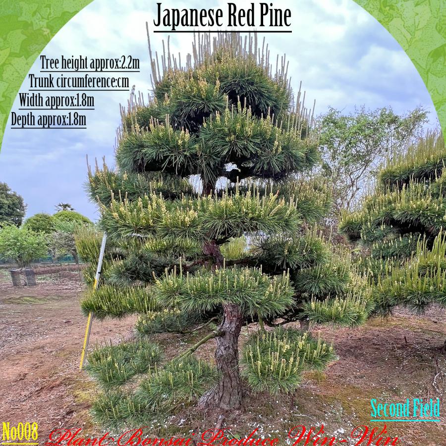 2025年 植木 美景美観 赤松(アカマツ)の中樹 No8 F-2 : PLANT・BONSAI