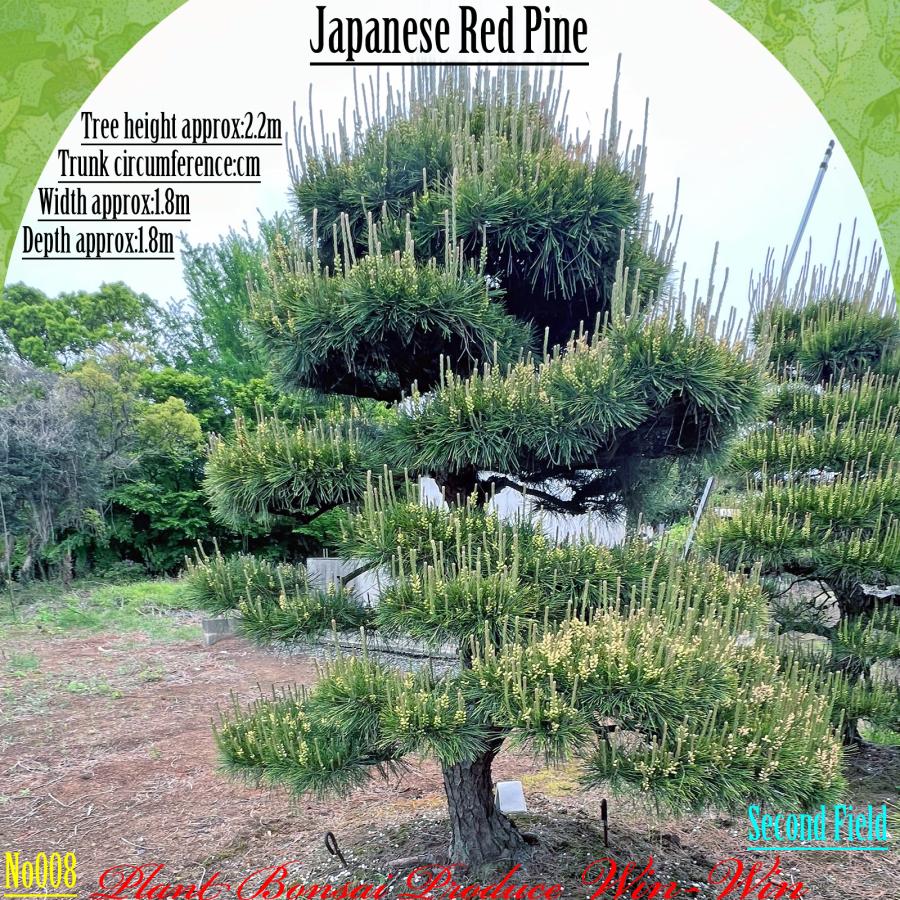 2025年 植木 美景美観 赤松(アカマツ)の中樹 No8 F-2 : PLANT・BONSAI