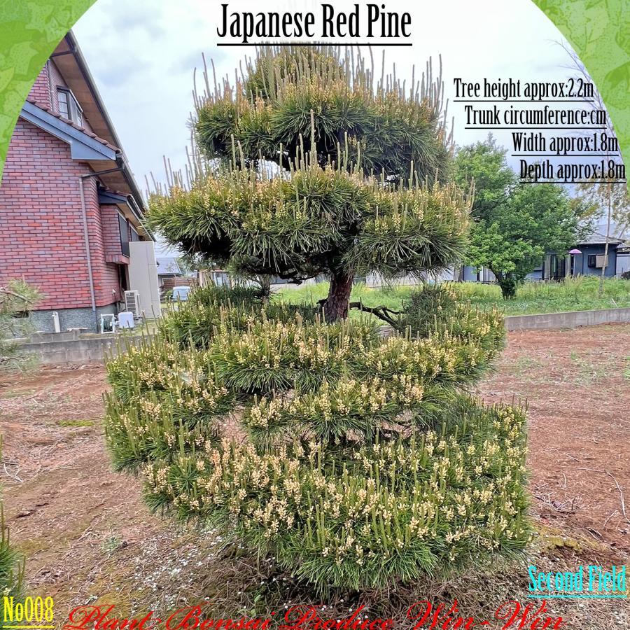 2025年 植木 美景美観 赤松(アカマツ)の中樹 No8 F-2 : PLANT・BONSAI
