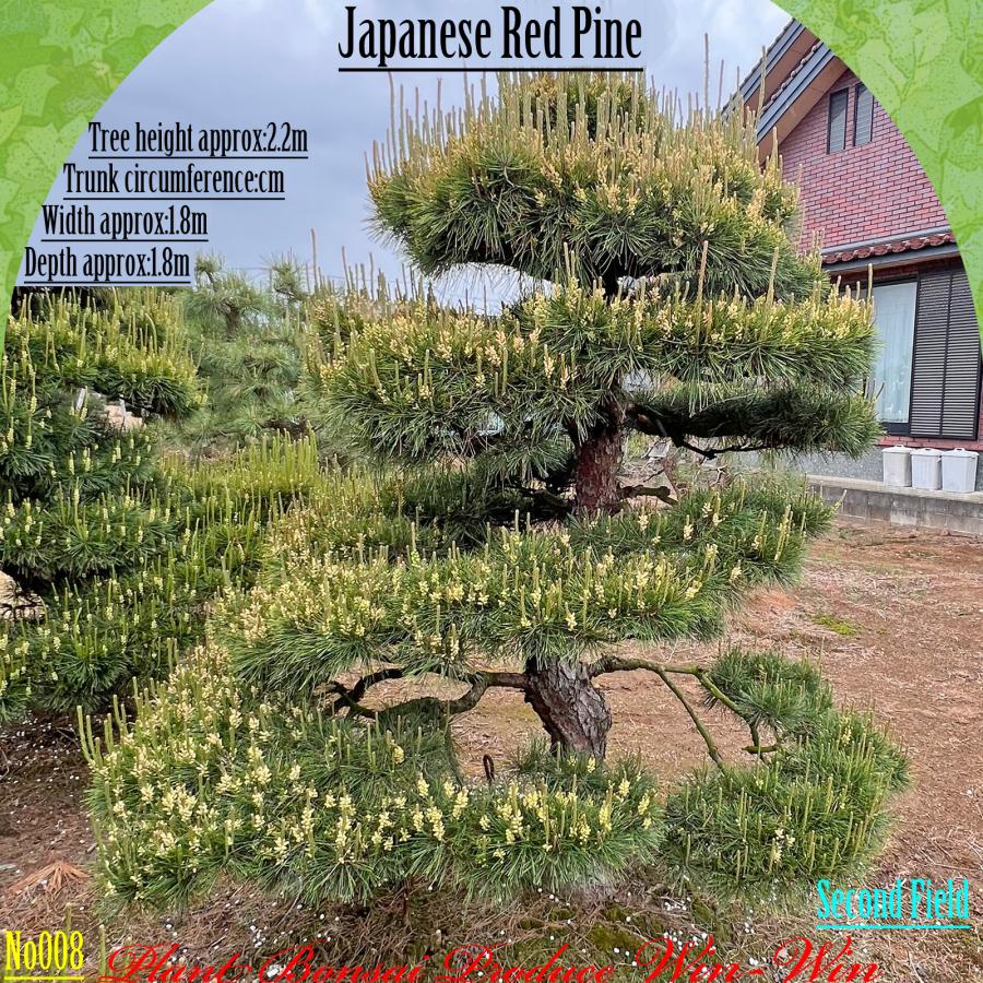 アカマツ　赤松 2025年 植木 美景美観 赤松(アカマツ)の中樹 No8 F-2 : PLANT・BONSAI