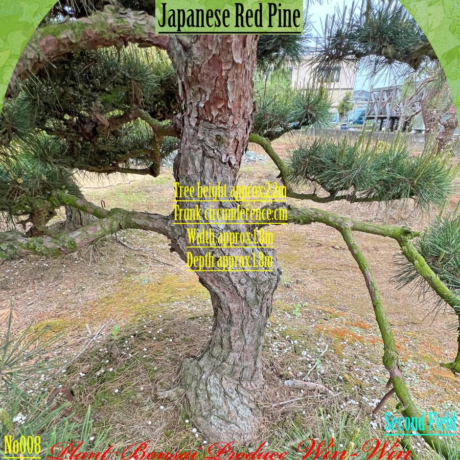 2025年 植木 美景美観 赤松(アカマツ)の中樹 No8 F-2 : PLANT・BONSAI