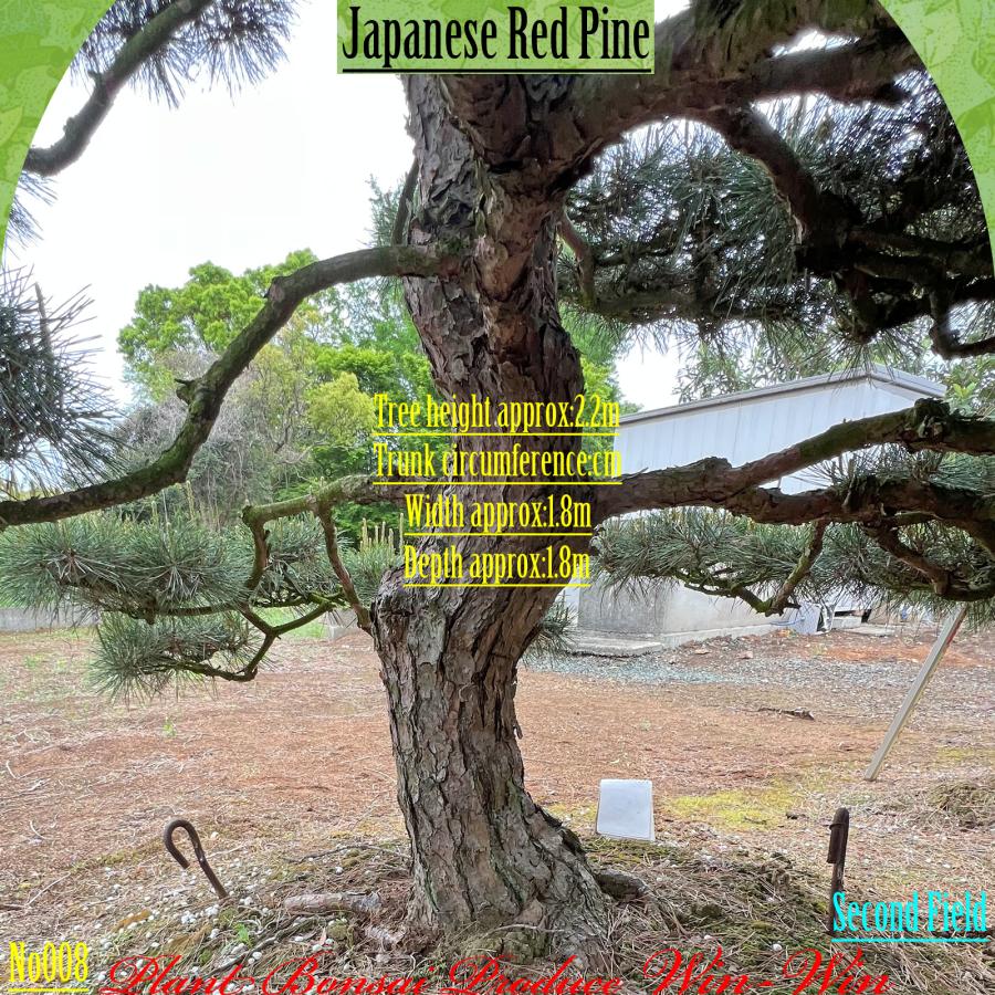 2025年 植木 美景美観 赤松(アカマツ)の中樹 No8 F-2 : PLANT・BONSAI