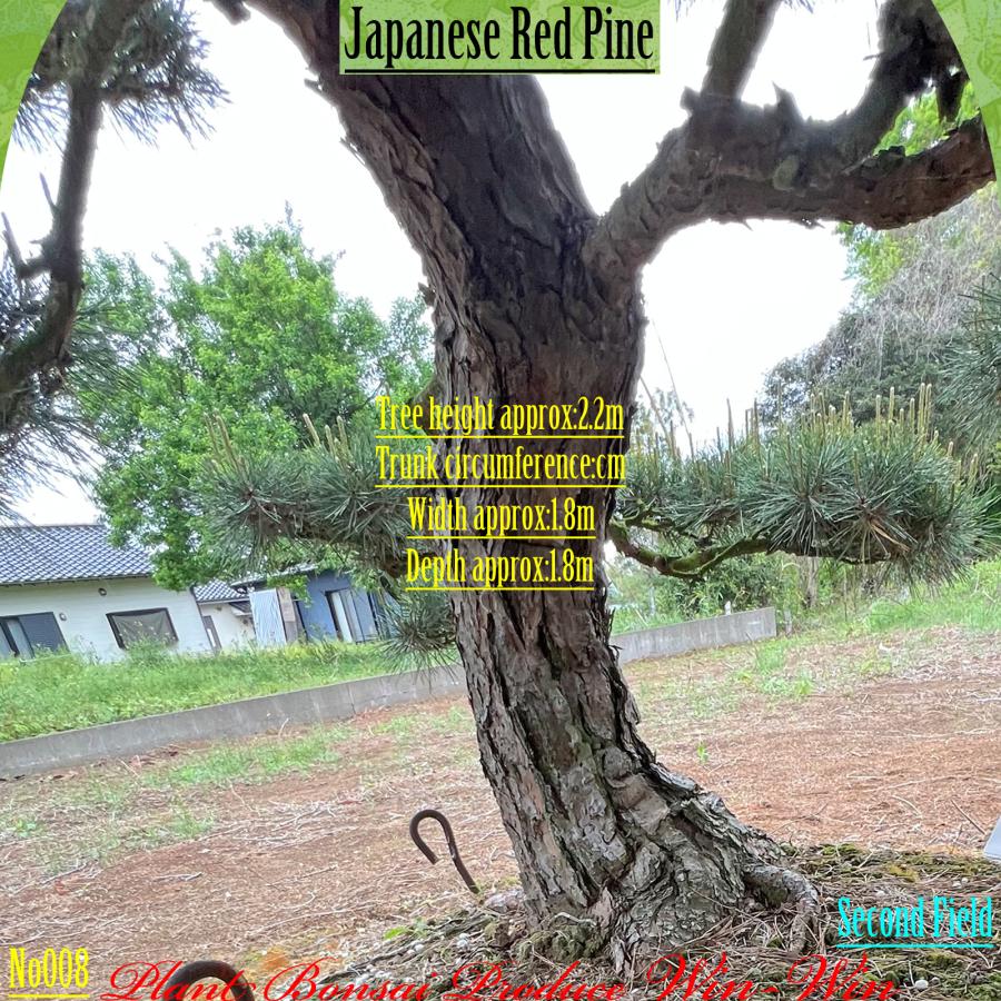 2025年 植木 美景美観 赤松(アカマツ)の中樹 No8 F-2 : PLANT・BONSAI