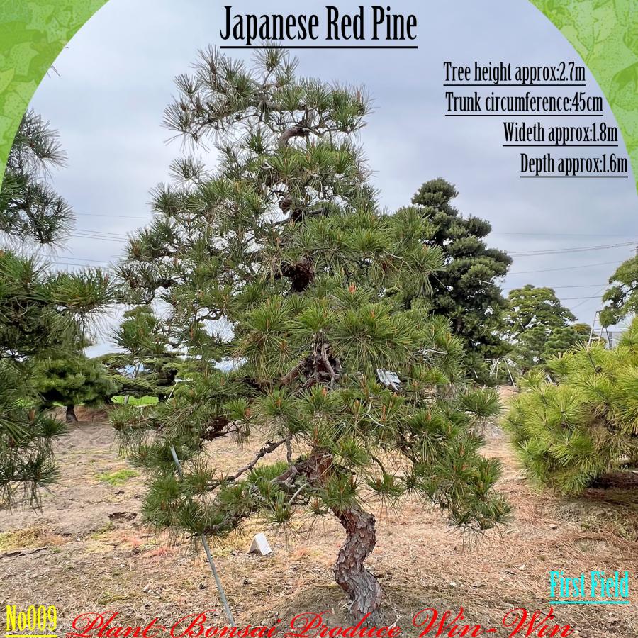 2025年 美景美観 植木 五葉松(ゴヨウマツ) No9 五葉松