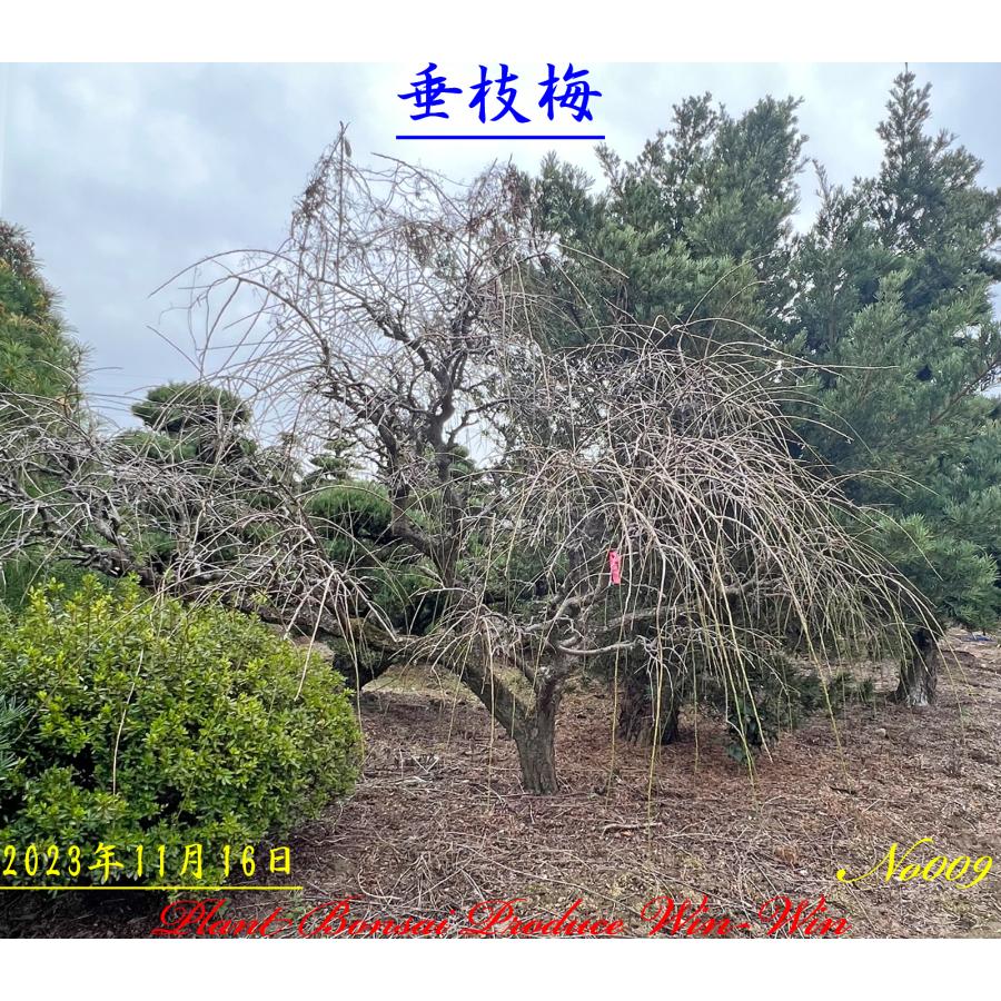 青シダレ梅（かなり年数持ち込み古いです）庭木 2024年 美景美観 枝垂れ梅(シダレウメ)の中樹 No9 (Red Plum) : PLANT