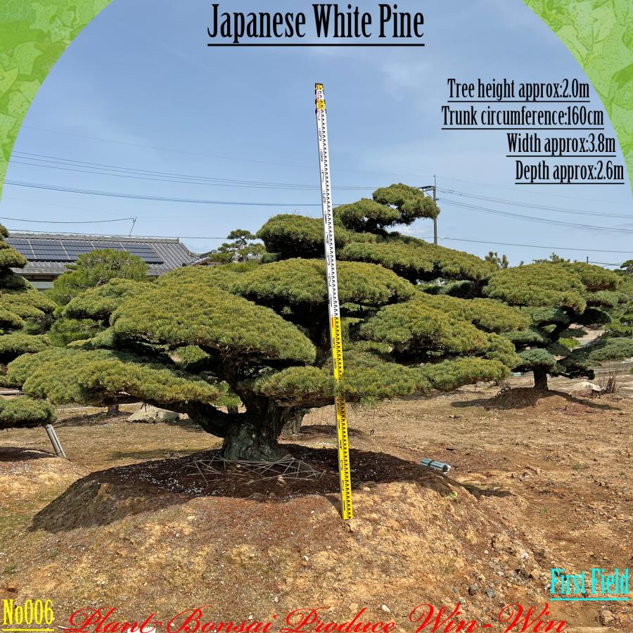 2025年 美景美観 植木 五葉松(ゴヨウマツ) No6 : PLANT・BONSAI