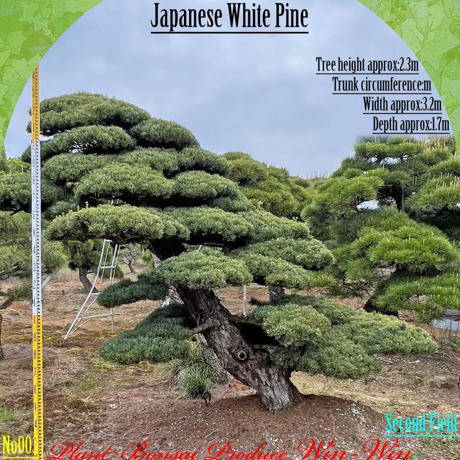 2025年 美景美観 植木 五葉松(ゴヨウマツ) No3 : PLANT・BONSAI 