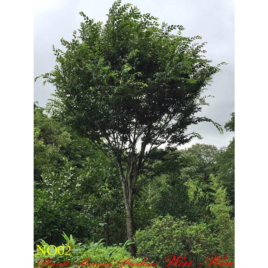 植木 美景美観 欅 ケヤキ の中樹 No2 Yeskyk0002 Plant Bonsai Produce Win Win 通販 Yahoo ショッピング