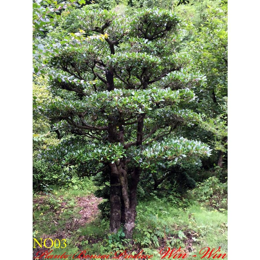 もっこくの木もっこく – もっこくの木 写真 – SSDH