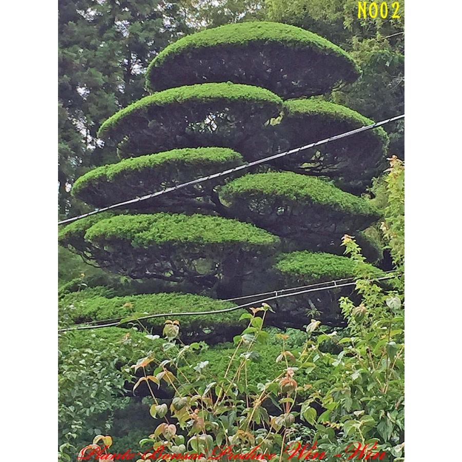 2016年 植木 美景美観 貝塚伊吹(カイズカイブキ)の大樹 No2 : PLANT