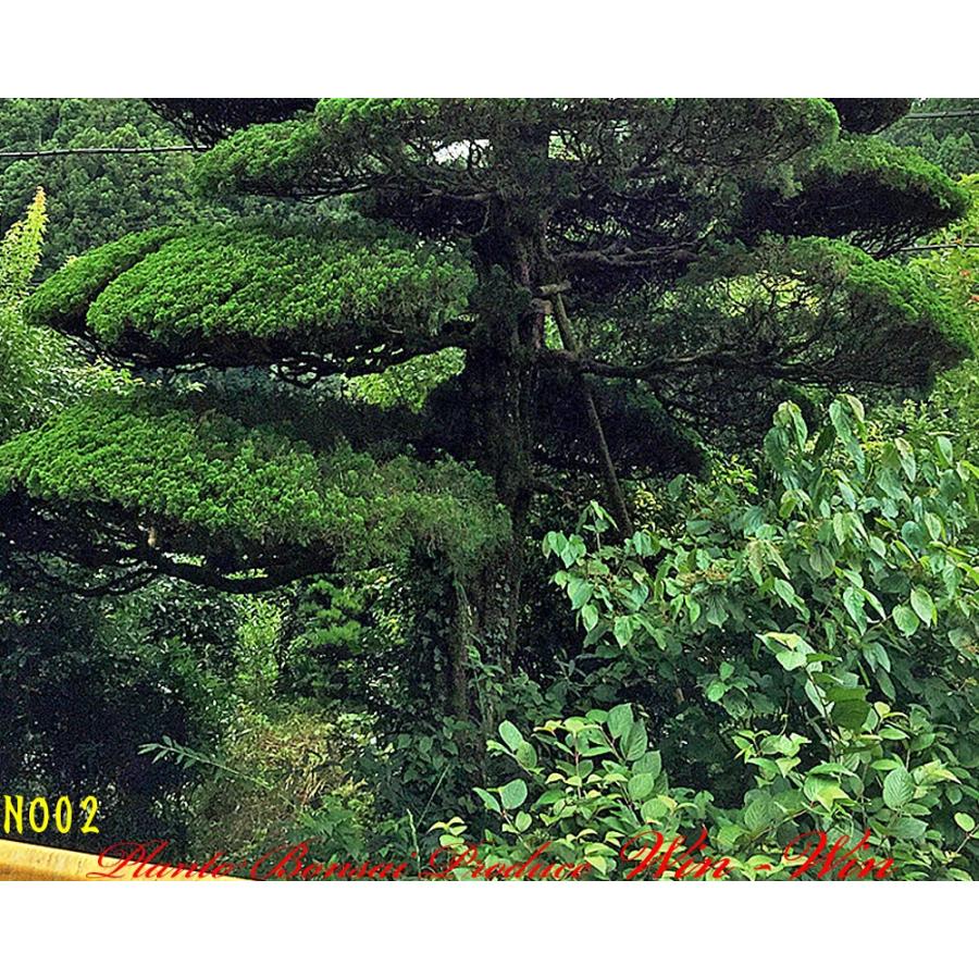 2016年 植木 美景美観 貝塚伊吹(カイズカイブキ)の大樹 No2 : PLANT