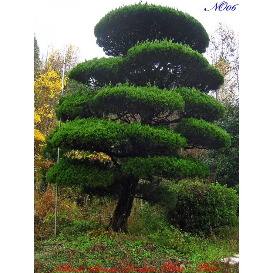 2016年 植木 美景美観 貝塚伊吹(カイズカイブキ)の中樹 No6 : PLANT