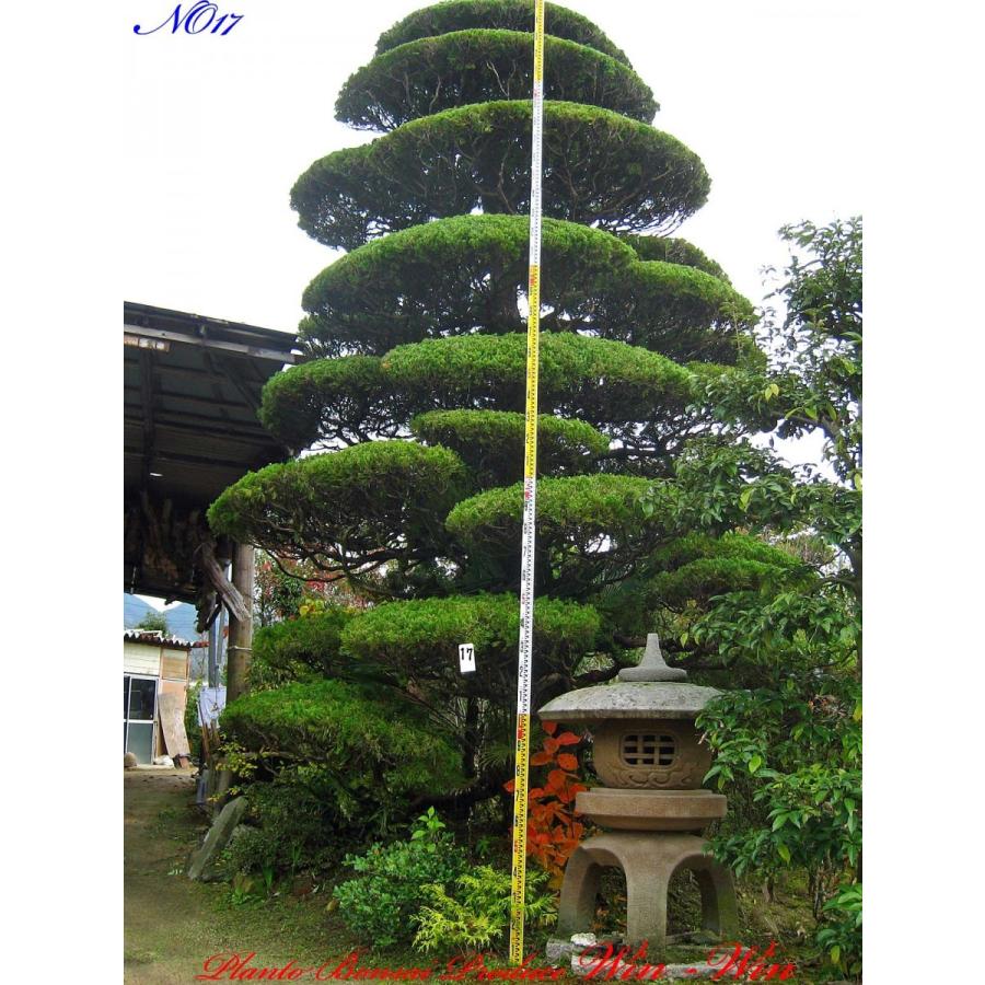 貝塚伊吹希少サイズ丸太 2016年 植木 美景美観 貝塚伊吹(カイズカイブキ)の大樹 No17 : PLANT